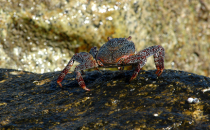  Cabo Crab 0110